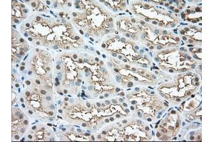 Immunohistochemical staining of paraffin-embedded Human pancreas tissue using anti-PFN1 mouse monoclonal antibody. (PFN1 anticorps)