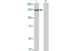Western Blot analysis of PIK3R4 expression in transfected 293T cell line by PIK3R4 monoclonal antibody (M03), clone 1G12. (PIK3R4 anticorps  (AA 1259-1358))