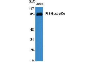 Western Blot (WB) analysis of specific cells using PI 3-kinase p85alpha Polyclonal Antibody. (PIK3R1 anticorps  (Internal Region))
