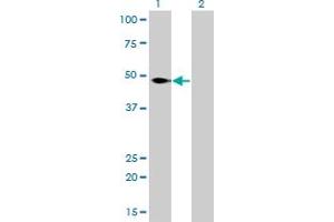 Western Blot analysis of NFIC expression in transfected 293T cell line by NFIC monoclonal antibody (M01), clone 1C12-2A2.