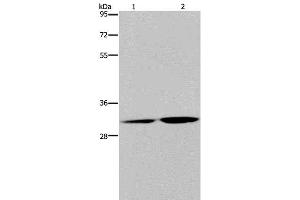 Western Blot analysis of HT-29 cell and Human placenta tissue using DNASE1L3 Polyclonal Antibody at dilution of 1:450