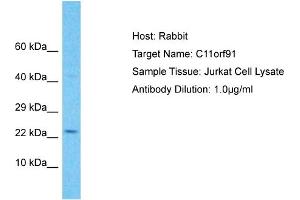 Host: Rabbit Target Name: C11orf91 Sample Type: Jurkat Whole Cell lysates Antibody Dilution: 1. (C11orf91 anticorps  (C-Term))