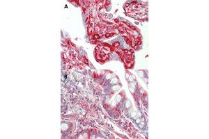 Immunohistochemical staining (Formalin-fixed paraffin-embedded sections) of human placenta (A) and human small intestine (B) with TFG monoclonal antibody, clone TFG-03 . (TFG anticorps  (N-Term))