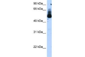 WB Suggested Anti-TRIM21 Antibody Titration:  1. (TRIM21 anticorps  (N-Term))