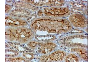 ABIN4902585 (4µg/ml) staining of paraffin embedded Human Kidney. (COL4a3 anticorps)