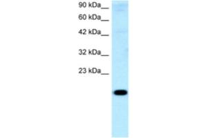 Western Blotting (WB) image for anti-Cbp/p300-Interacting Transactivator, with Glu/Asp-Rich Carboxy-terminal Domain, 1 (CITED1) antibody (ABIN2460540) (CITED1 anticorps)
