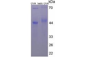 Image no. 2 for Testosterone protein (Ovalbumin) (ABIN1880132)