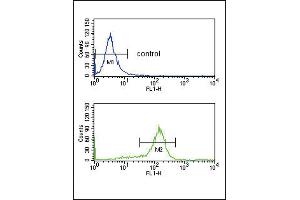 BAT1 Antibody (C-term) (ABIN1881102 and ABIN2842459) flow cytometry analysis of K562 cells (bottom histogram) compared to a negative control cell (top histogram).