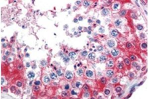 Human Testis (formalin-fixed, paraffin-embedded) stained with GAPDH antibody ABIN337259 at 5 ug/ml followed by biotinylated goat anti-rabbit IgG secondary antibody ABIN481713, alkaline phosphatase-streptavidin and chromogen. (GAPDH anticorps  (AA 73-87))