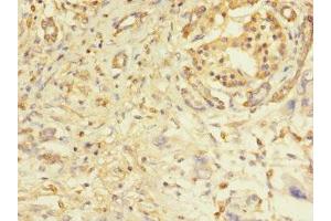 Immunohistochemistry of paraffin-embedded human pancreatic tissue using ABIN7162515 at dilution of 1:100 (PILRA anticorps  (AA 22-226))