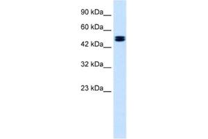 Western Blotting (WB) image for anti-Chloride Channel, Voltage-Sensitive 6 (CLCN6) antibody (ABIN2461129) (CLCN6 anticorps)