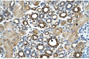 Human kidney (ST14 anticorps  (C-Term))