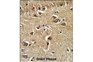 Formalin-fixed and paraffin-embedded human brain tissue reacted with XPOT Antibody (C-term), which was peroxidase-conjugated to the secondary antibody, followed by DAB staining.
