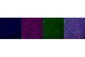 Immunohistochemistry (IHC) image for anti-Microtubule-Associated Protein 2 (MAP2) antibody (ABIN7456240) (MAP2 anticorps)