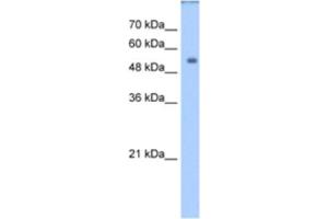 Western Blotting (WB) image for anti-Dihydropyrimidinase (DPYS) antibody (ABIN2462415) (DPYS anticorps)