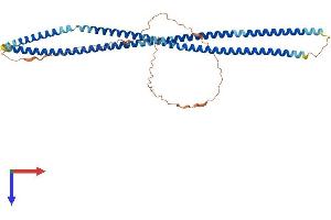 AlphaFold protein structure predicition of Mouse Recombinant Bfsp2 Protein, UniprotID Q6NVD9