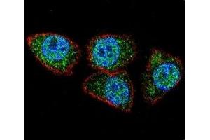 Confocal immunofluorescent analysis of Aurora-A antibody with HeLa cells followed by Alexa Fluor 488-conjugated goat anti-rabbit lgG (green).