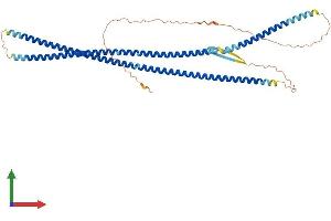 AlphaFold protein structure predicition of Human Recombinant DES Protein, UniprotID P17661