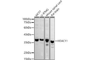 Western blot analysis of extracts of various cell lines, using HD antibody (ABIN6128008, ABIN6141659, ABIN6141660 and ABIN6221742) at 1:1000 dilution. (HDAC11 anticorps  (AA 270-347))