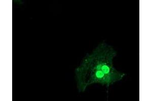 Anti-LSM1 mouse monoclonal antibody (ABIN2454738) immunofluorescent staining of COS7 cells transiently transfected by pCMV6-ENTRY LSM1 (RC200288). (LSM1 anticorps)
