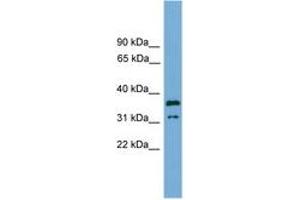 Image no. 1 for anti-Potassium Channel Tetramerisation Domain Containing 21 (KCTD21) (AA 143-192) antibody (ABIN6745065) (KCTD21 anticorps  (AA 143-192))
