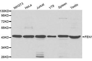 Western blot analysis of extracts of various cell lines, using FEN1 antibody.