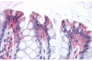 Anti-GPR82 antibody  ABIN1048878 IHC staining of human colon. (GPR82 anticorps  (Cytoplasmic Domain))