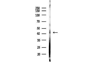 anti-Septin 5 (SEPT5) (Internal Region) antibody