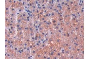 Detection of LAMP2 in Rat Adrenal gland Tissue using Polyclonal Antibody to Lysosomal Associated Membrane Protein 2 (LAMP2)