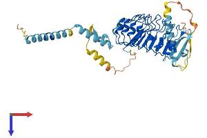 AlphaFold protein structure predicition of Mouse Recombinant Lrrc2 Protein, UniprotID Q8VDB8