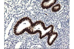 Image no. 5 for anti-SRY (Sex Determining Region Y)-Box 17 (SOX17) (AA 177-414) antibody (ABIN1491032)