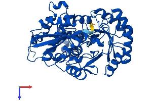 AlphaFold protein structure predicition of Human Recombinant ENOSF1 Protein, UniprotID Q7L5Y1