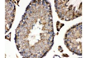 IHC testing of FFPE mouse testis with IDH1 antibody. (IDH1 anticorps)