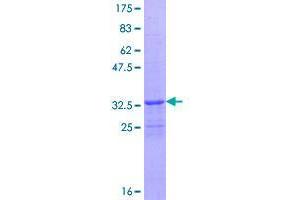 Image no. 1 for F-Box and Leucine-Rich Repeat Protein 21 (FBXL21) (AA 1-70) protein (GST tag) (ABIN1353741)