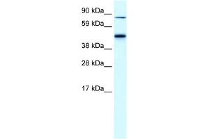 EPB42 antibody used at 0. (EPB42 anticorps  (Middle Region))