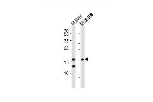 Western blot analysis of lysates from mouse liver, mouse testis tissue (from left to right), using (Mouse) Dppa3 Antibody (C-term) (ABIN6242289 and ABIN6577718). (DPPA3 anticorps  (C-Term))