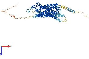 AlphaFold protein structure predicition of Human Recombinant NPY2R Protein, UniprotID P49146