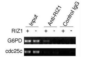 ChIP analysis was performed on RIZ1 knockout mouse embryonic fibroblasts with RIZ1 antibody. (PRDM2 anticorps  (AA 1-347))