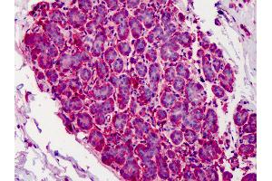 Anti-CAPN1 / Calpain 1 antibody IHC of human breast. (CAPN1 anticorps)