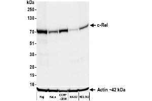 Western Blotting (WB) image for anti-REL proto-oncogene (c-Rel) (C-Term) antibody (ABIN7795772)