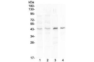Western blot testing of 1) human placenta, 2) human MCF7, 3) rat spleen and 4) mouse spleen lysate with SP6 antibody at 0.