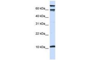 Image no. 1 for anti-Galanin (GAL) (AA 36-85) antibody (ABIN6741496) (Galanin anticorps  (AA 36-85))