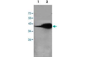 Western blot analysis of human fetal lung (Lane 1) and rat liver (Lane 2) lysate with AKR7A2 polyclonal antibody  at 1 : 500 dilution. (AKR7A2 anticorps  (AA 184-329))