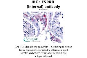 Image no. 1 for anti-Estrogen-Related Receptor beta (ESRRB) (Internal Region) antibody (ABIN1734151) (ESRRB anticorps  (Internal Region))