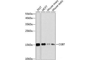 Western blot analysis of extracts of various cell lines using CGB7 Polyclonal Antibody at dilution of 1:1000. (CGB7 anticorps)