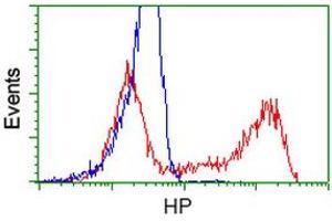 HEK293T cells transfected with either RC223612 overexpress plasmid (Red) or empty vector control plasmid (Blue) were immunostained by anti-HP antibody (ABIN2453135), and then analyzed by flow cytometry. (Haptoglobin anticorps)