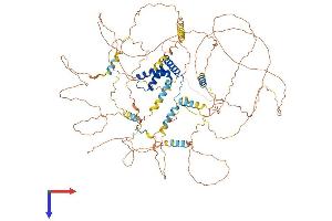 AlphaFold protein structure predicition of Human Recombinant BBX Protein, UniprotID Q8WY36