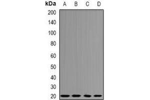 Western blot analysis of Centrin-3 expression in MCF7 (A), Jurkat (B), mouse testis (C), mouse lung (D) whole cell lysates.
