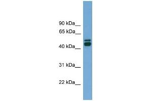 WB Suggested Anti-CALR Antibody Titration: 0. (Calreticulin anticorps  (Middle Region))