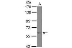 Image no. 1 for anti-Zinc Finger Protein 329 (ZNF329) (AA 275-541) antibody (ABIN1501838) (ZNF329 anticorps  (AA 275-541))